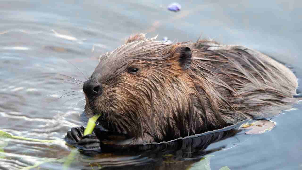 Beavers