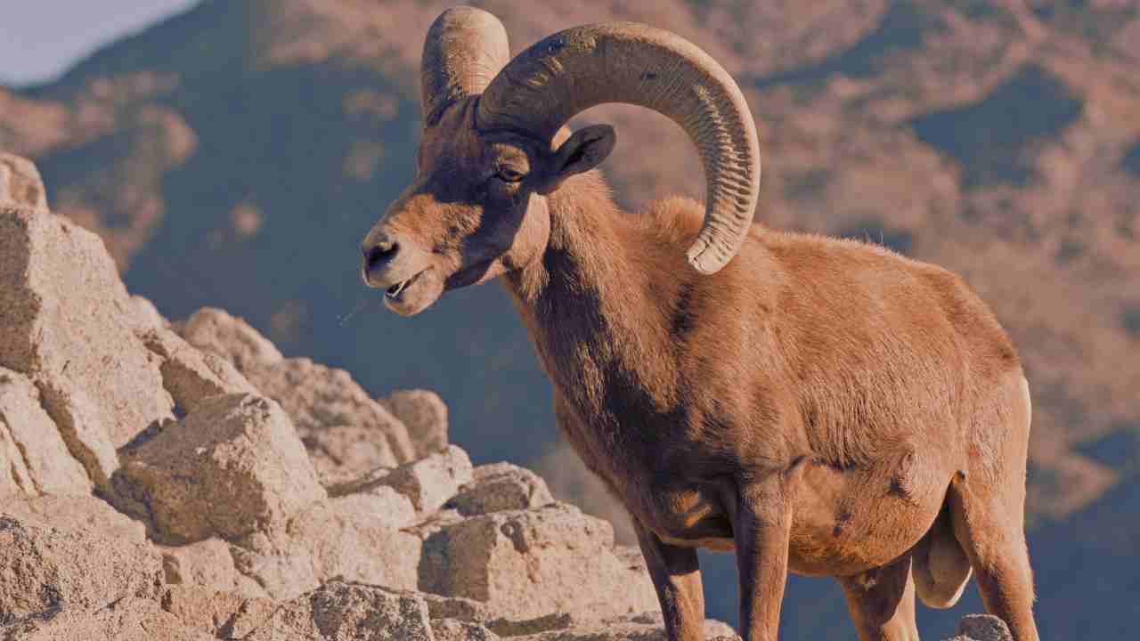 Big Horn Sheep