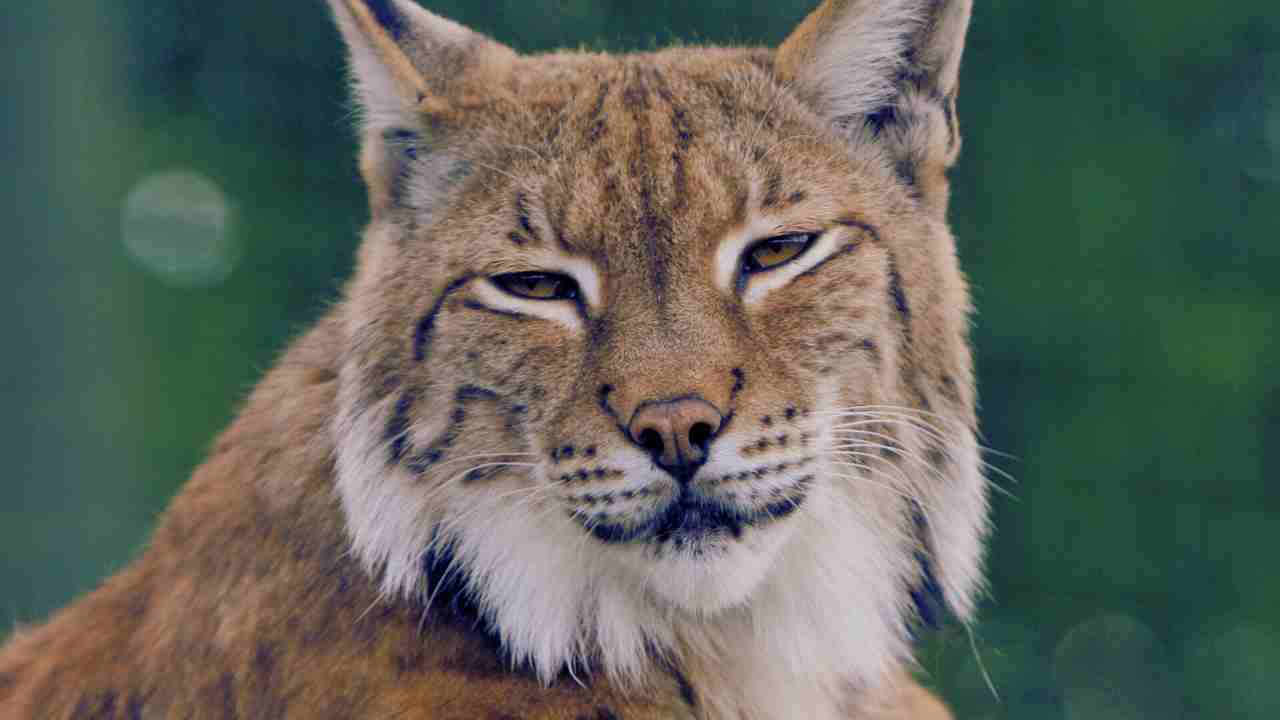 Bobcats