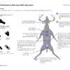 Guide to field dressing a deer