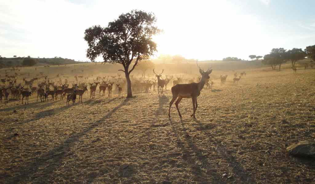 California Hunting Image 1