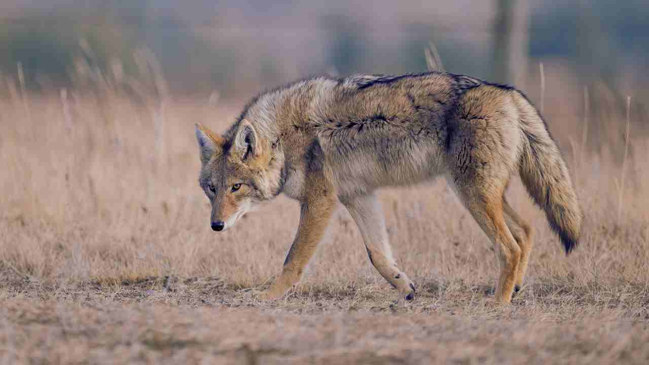 Coyotes