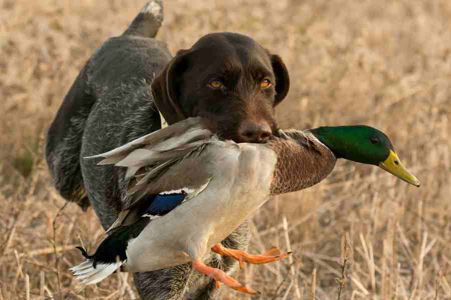 Duck Hunting with Dog