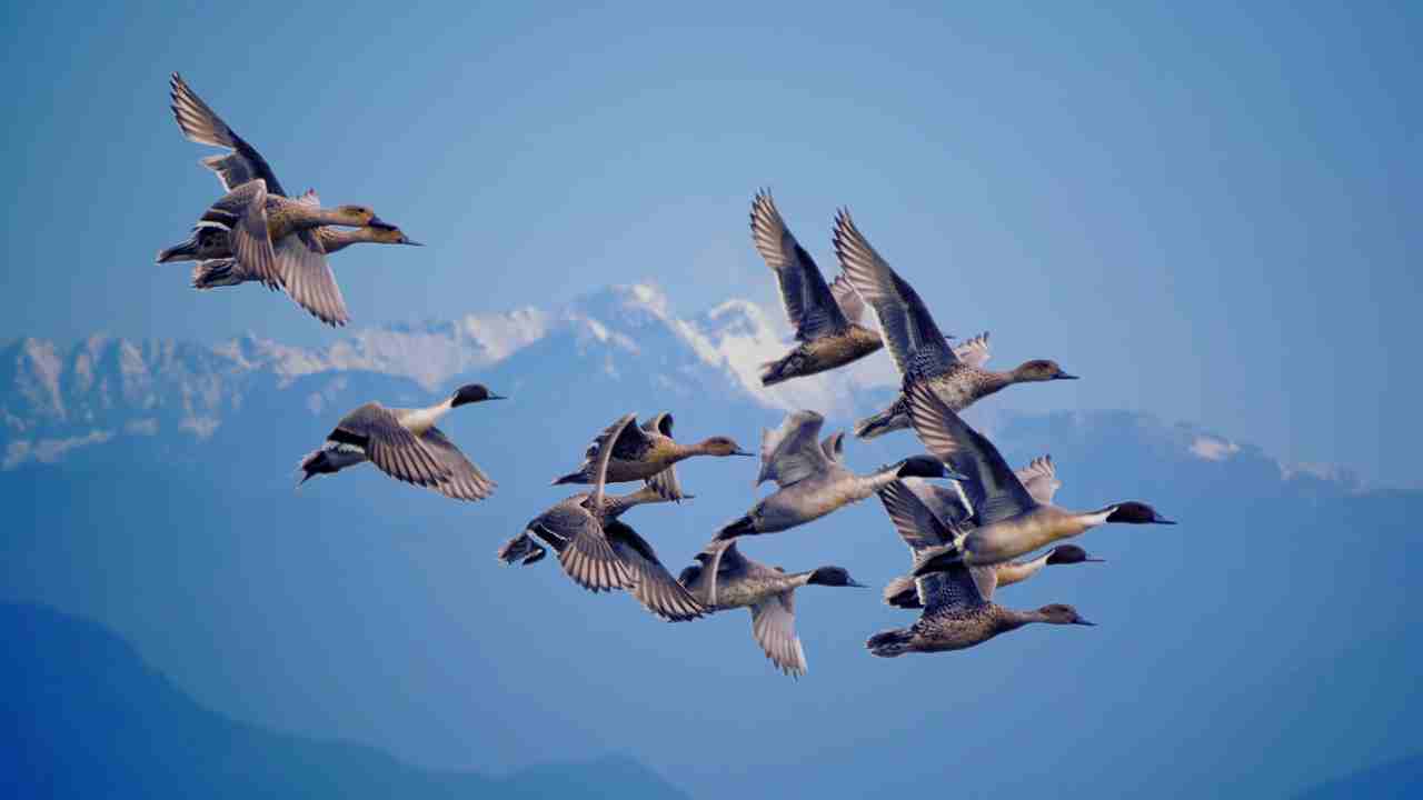 Ducks and Geese