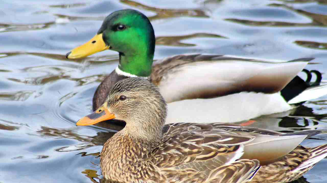 Ducks