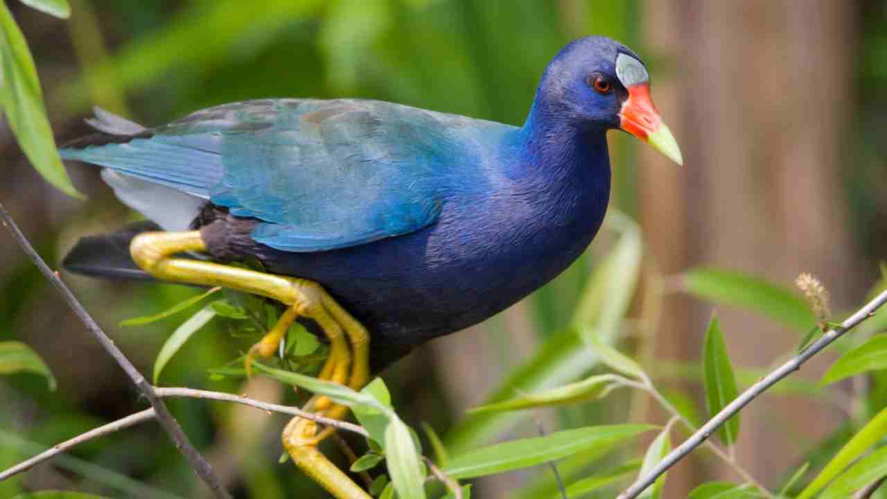 Gallinules