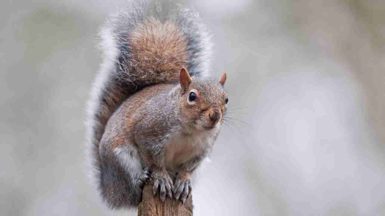 Grey Squirrel