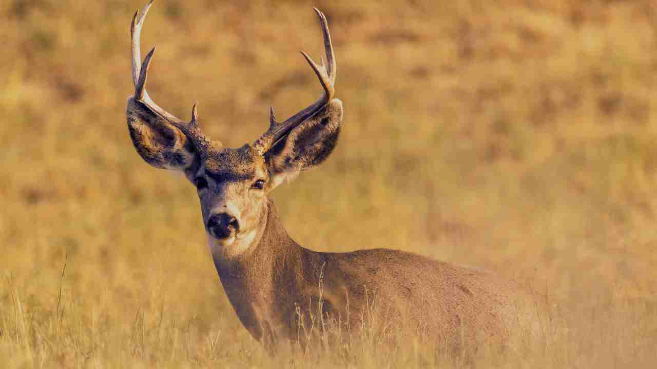 Mule Deer