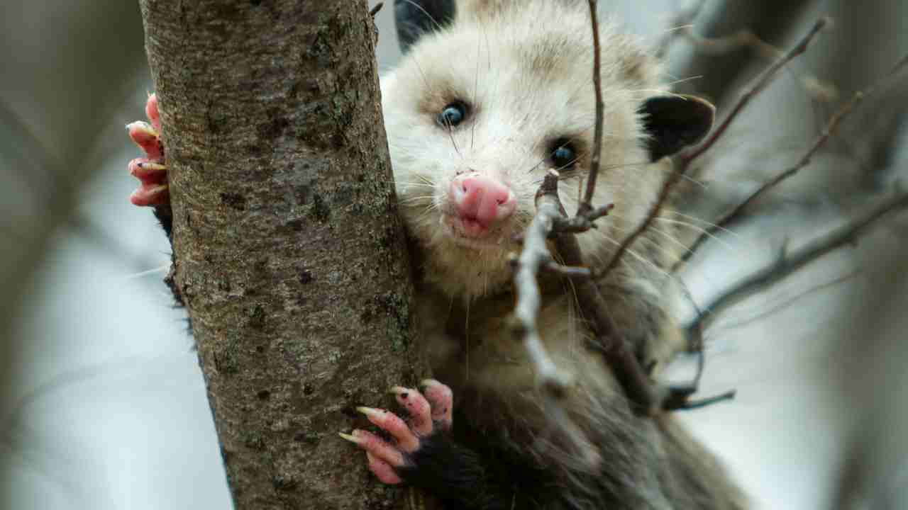 Opossums, Skunks, and Weasels