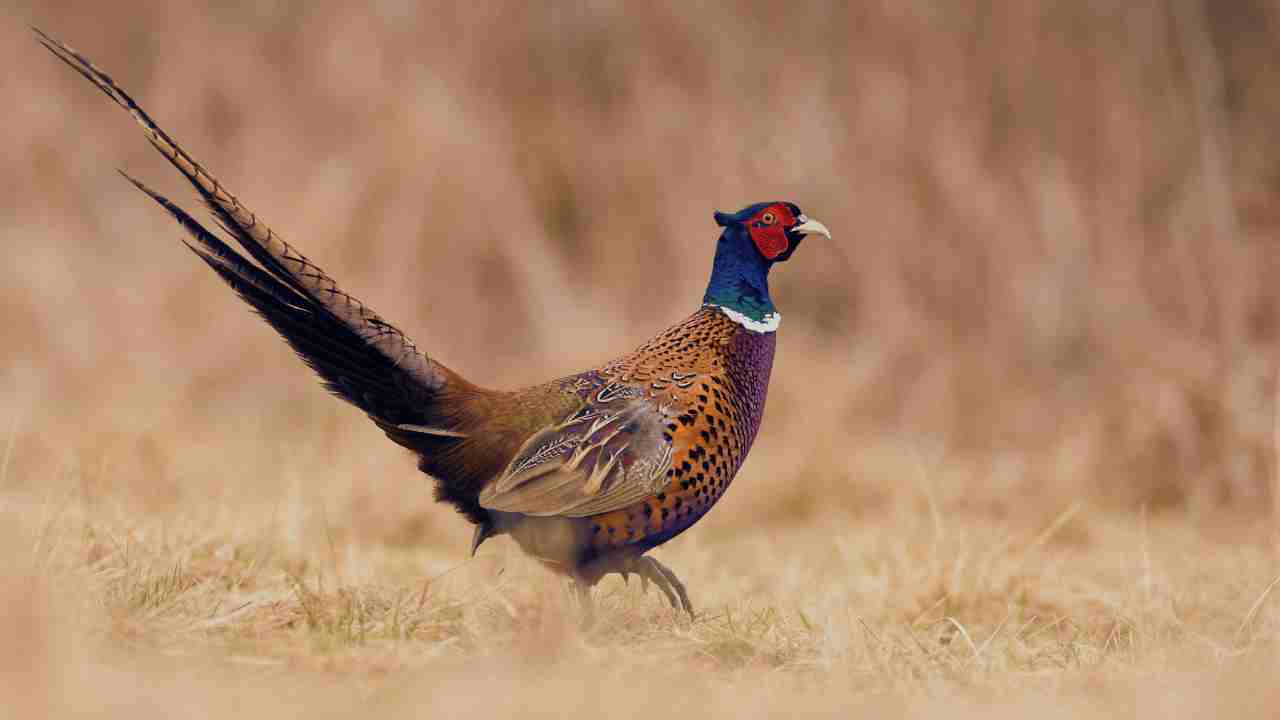 Pheasant