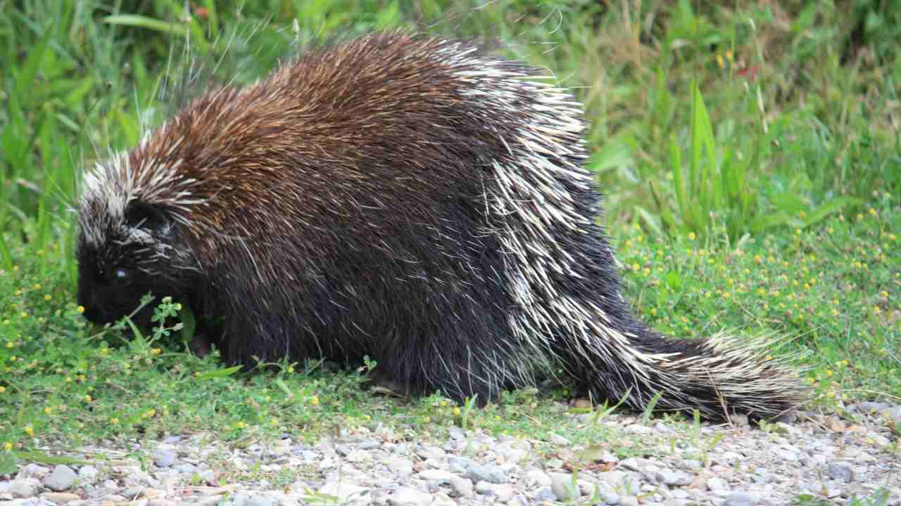 Porcupine