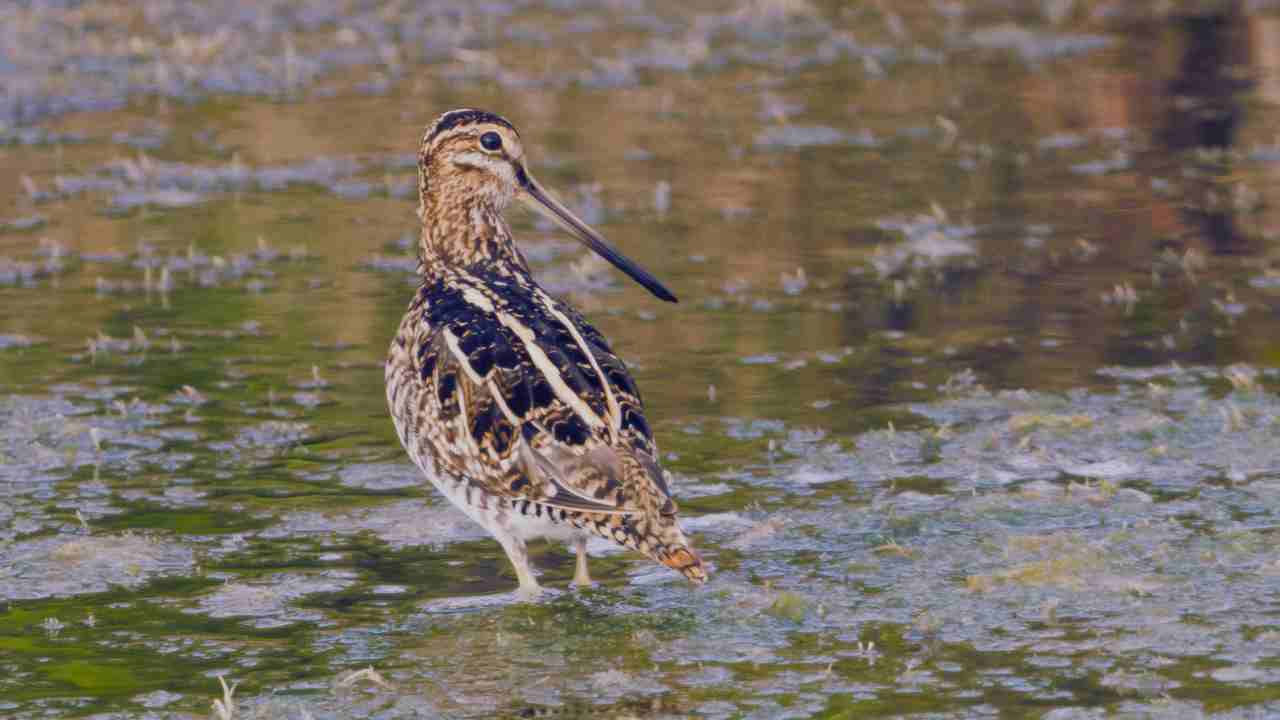 Quail