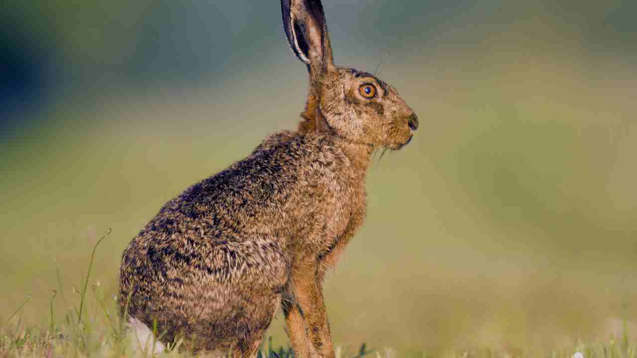 Rabbit