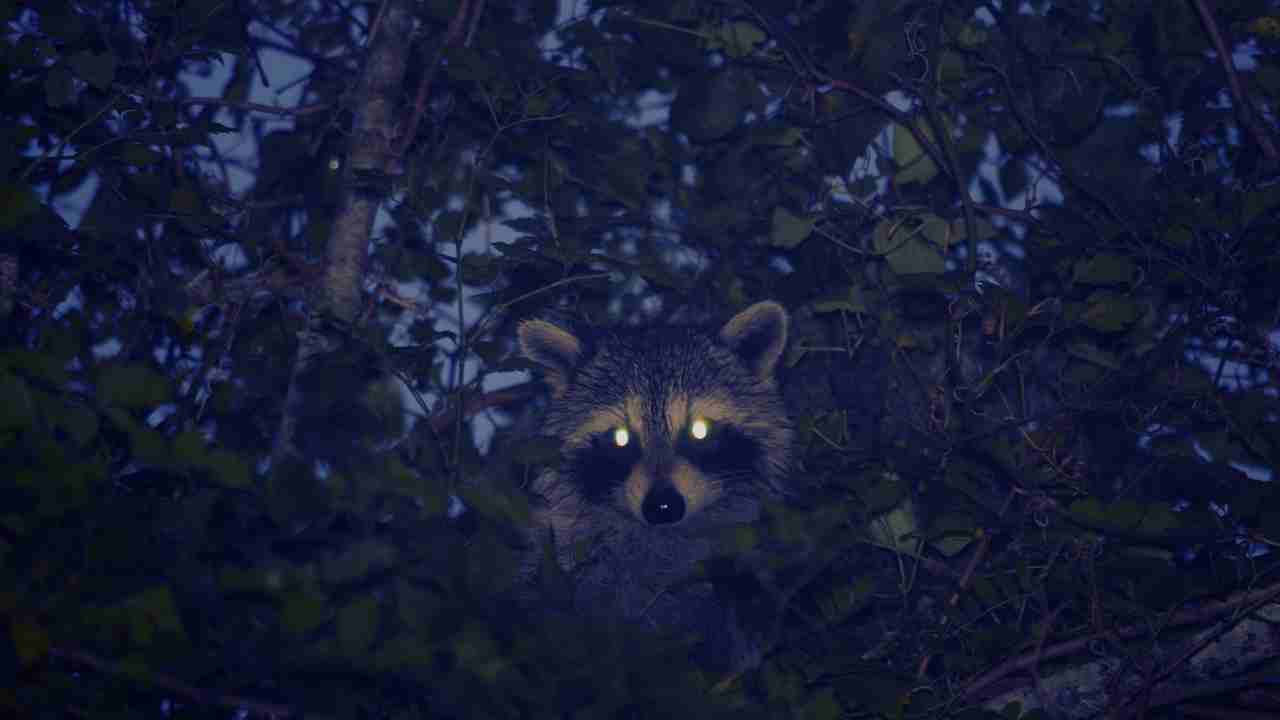 Raccoons