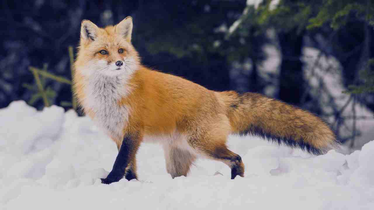 Red and Gray Foxes