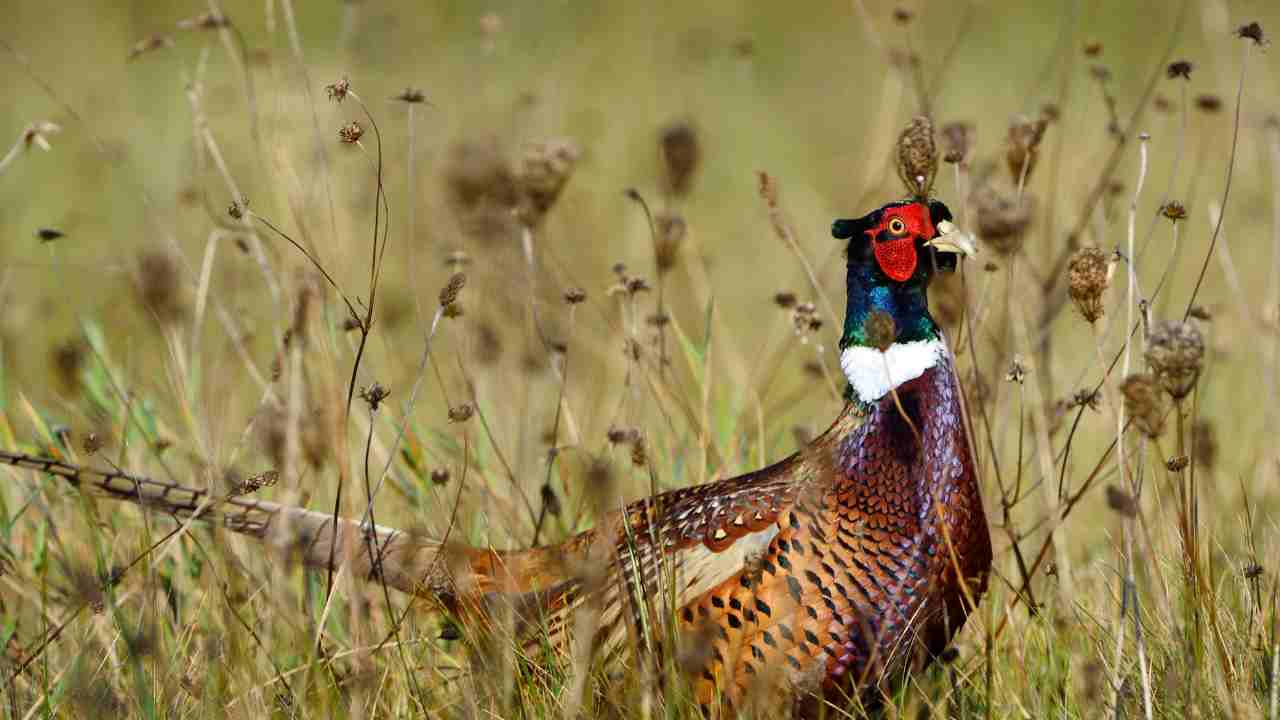 Ring-necked Pheasants