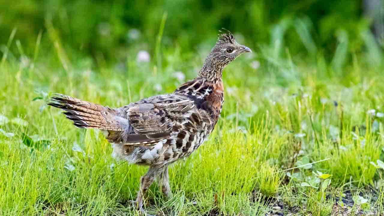 Ruffed Grouse