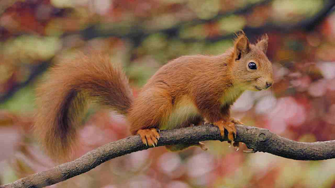 Squirrel