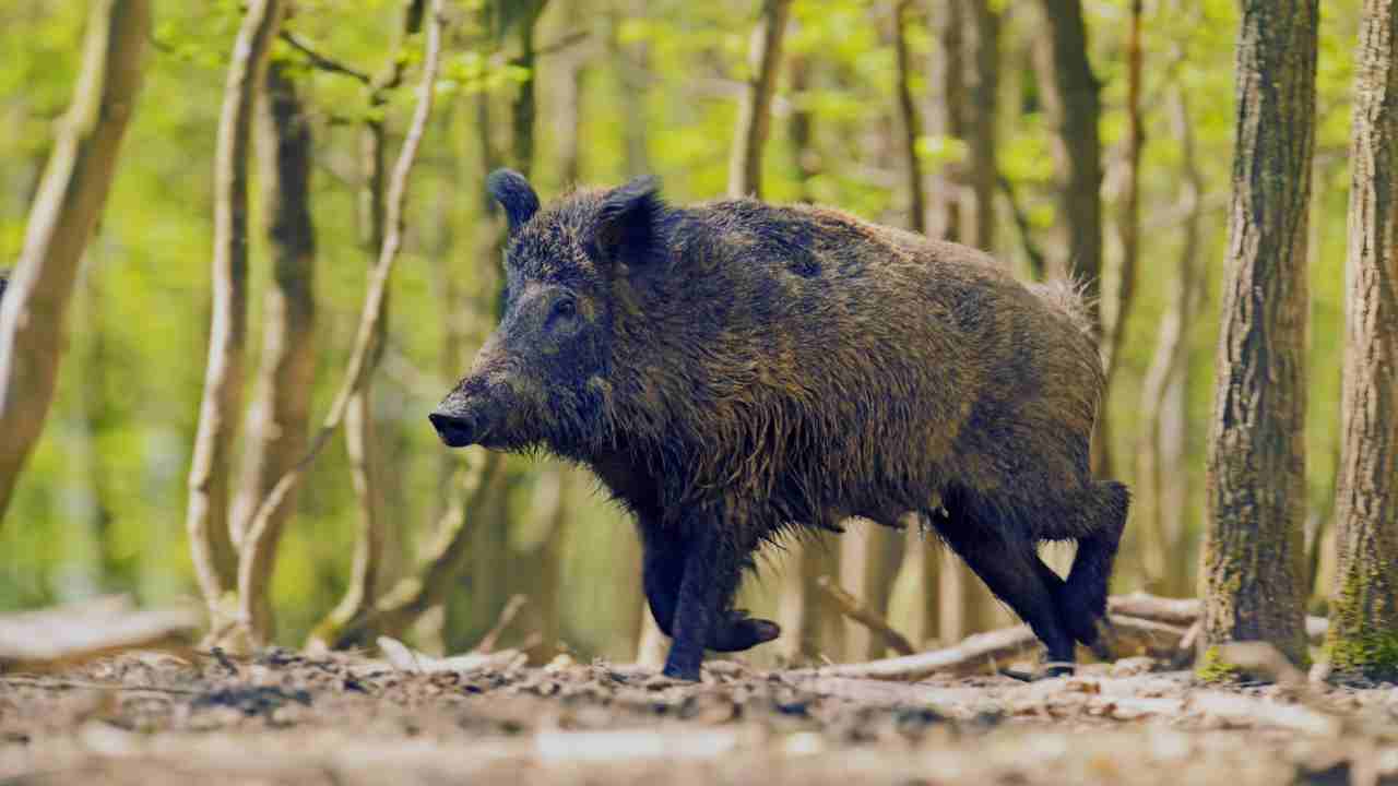 Wild Pigs