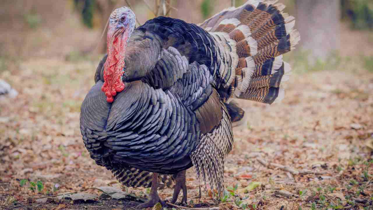 Wild Turkey