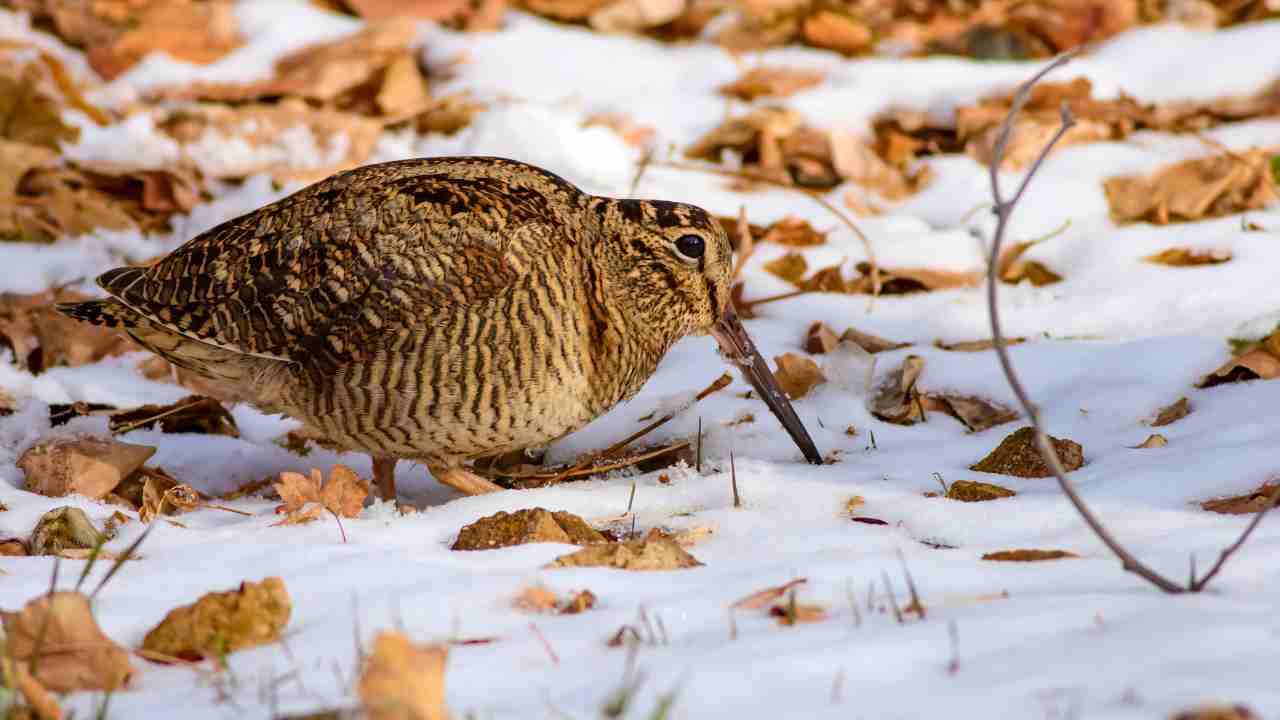 Woodcock