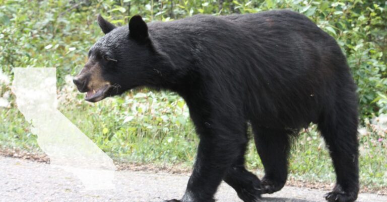 Black Bear walking across Road