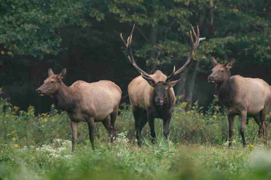Two female and one make elk in field by the woods