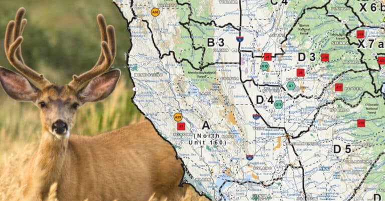 Mule Deer next to image of california hunting zone map