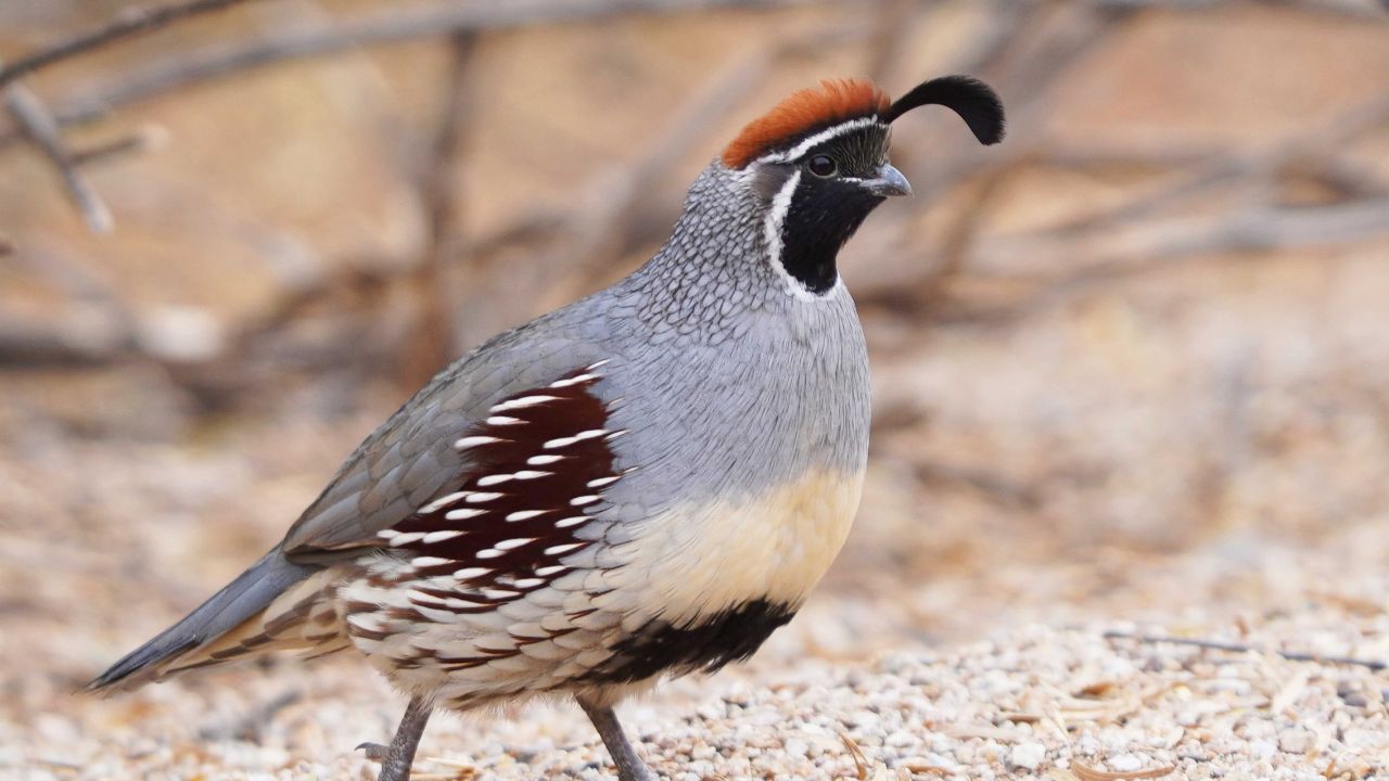 Quail Quail walking on a forest floor
