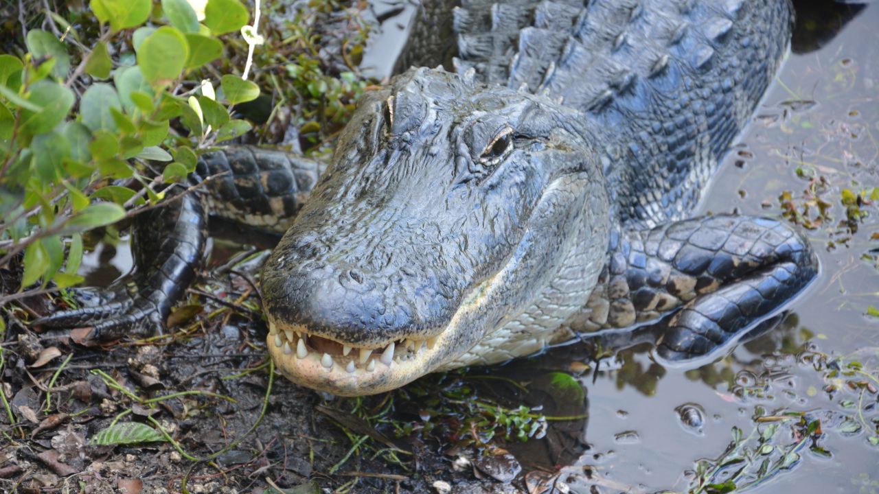 Alligator