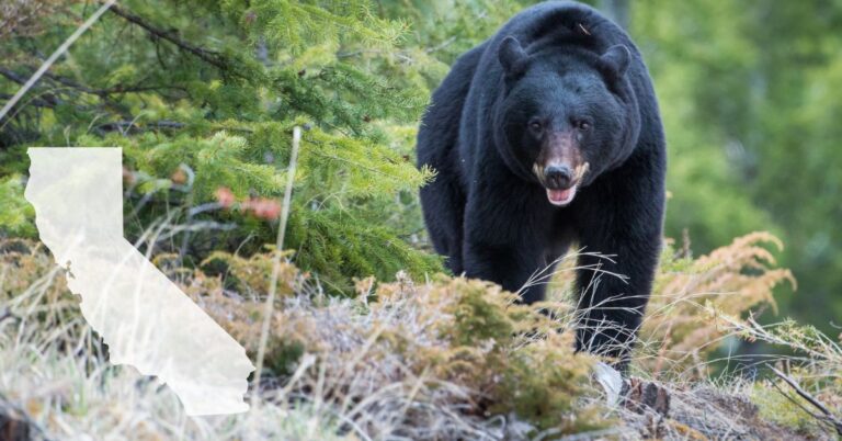 Black bear walking in the forest