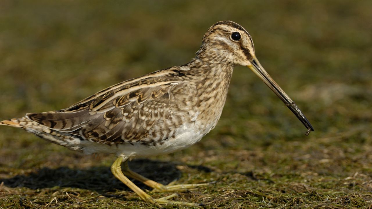 Common Snipe