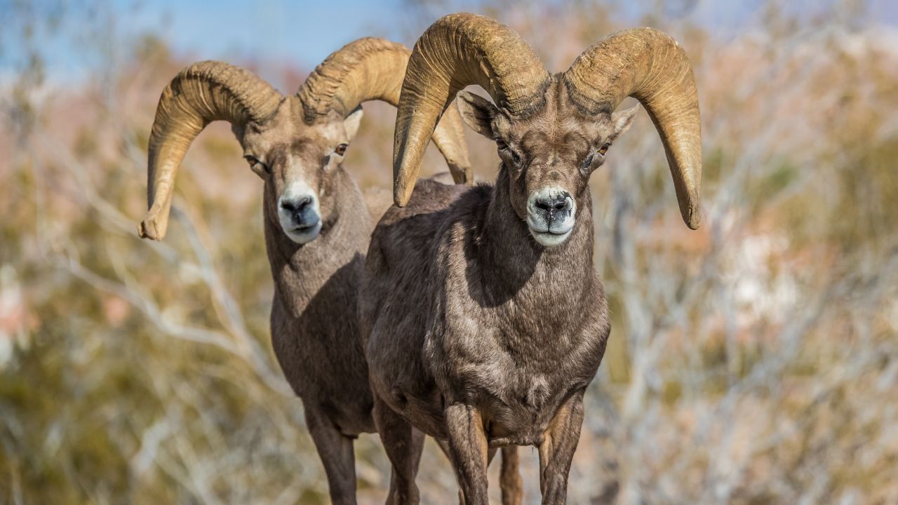 Desert Bighorn Sheep