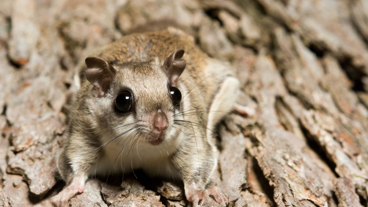 Flying Squirrel