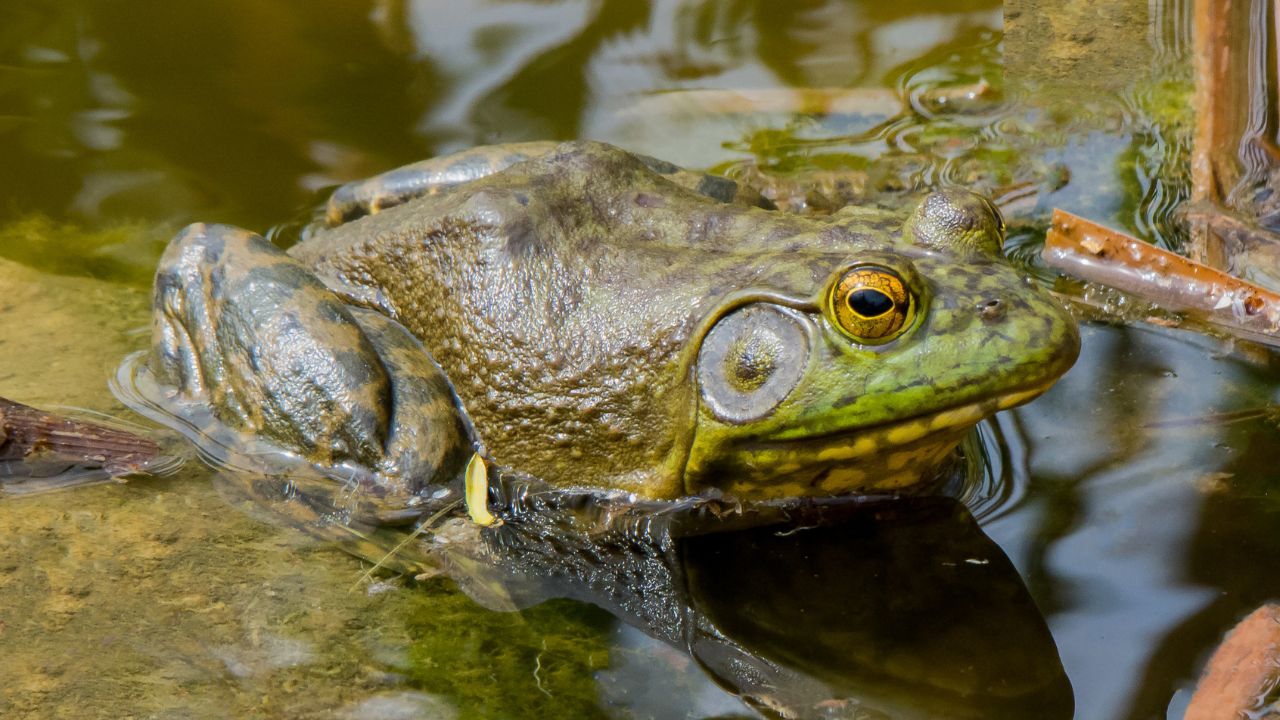 Frogs