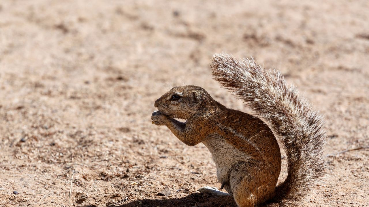 Ground Squirrel
