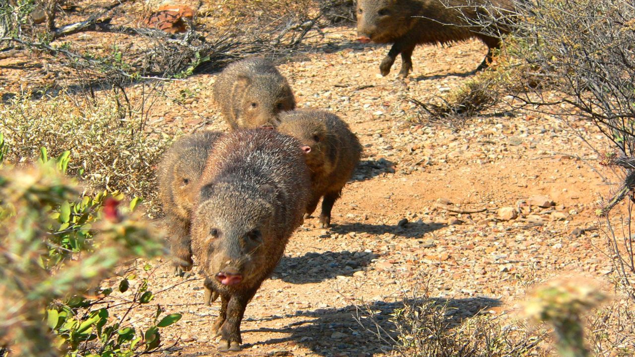 Javelina