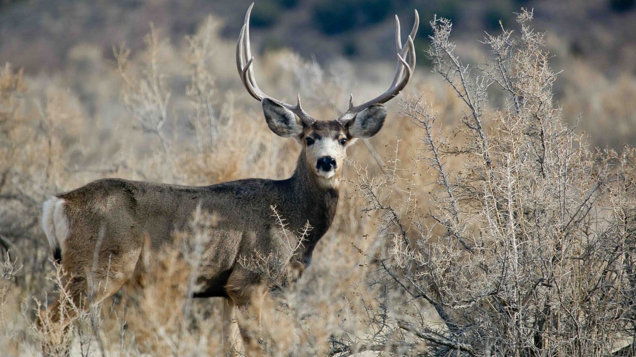 Mule Deer