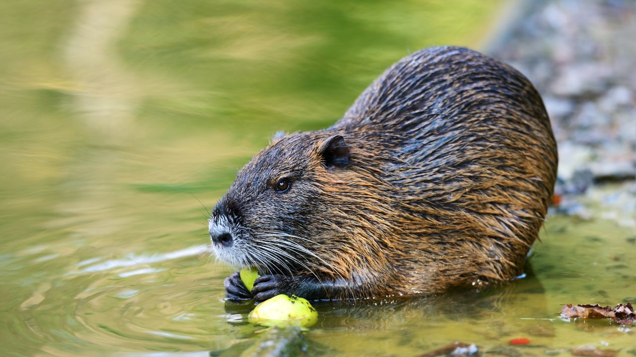 Muskrat