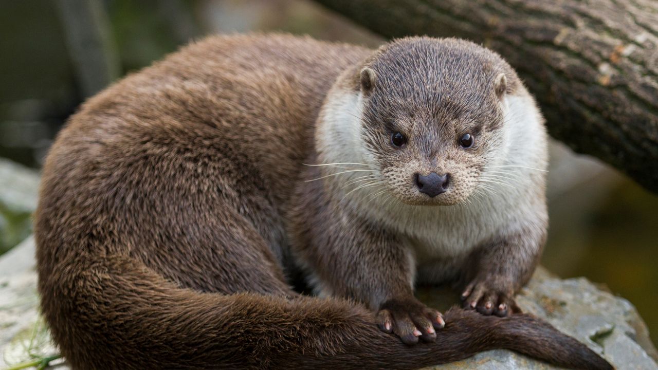 Otter