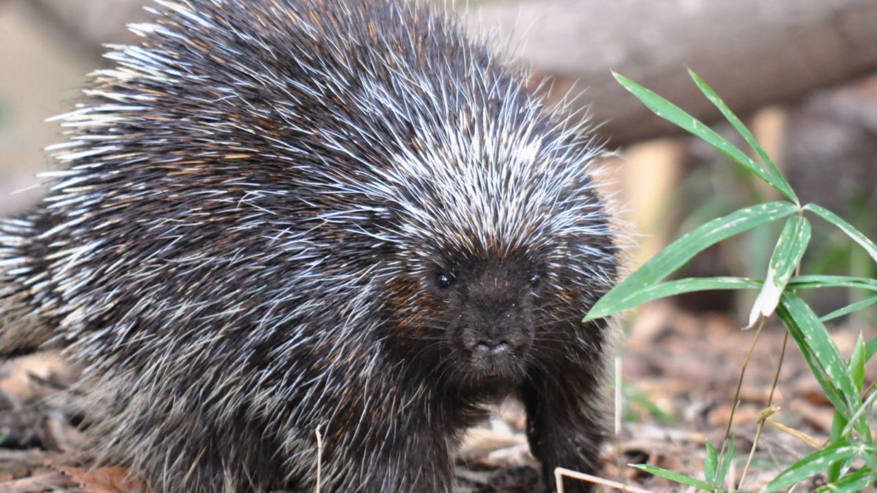 Porcupine