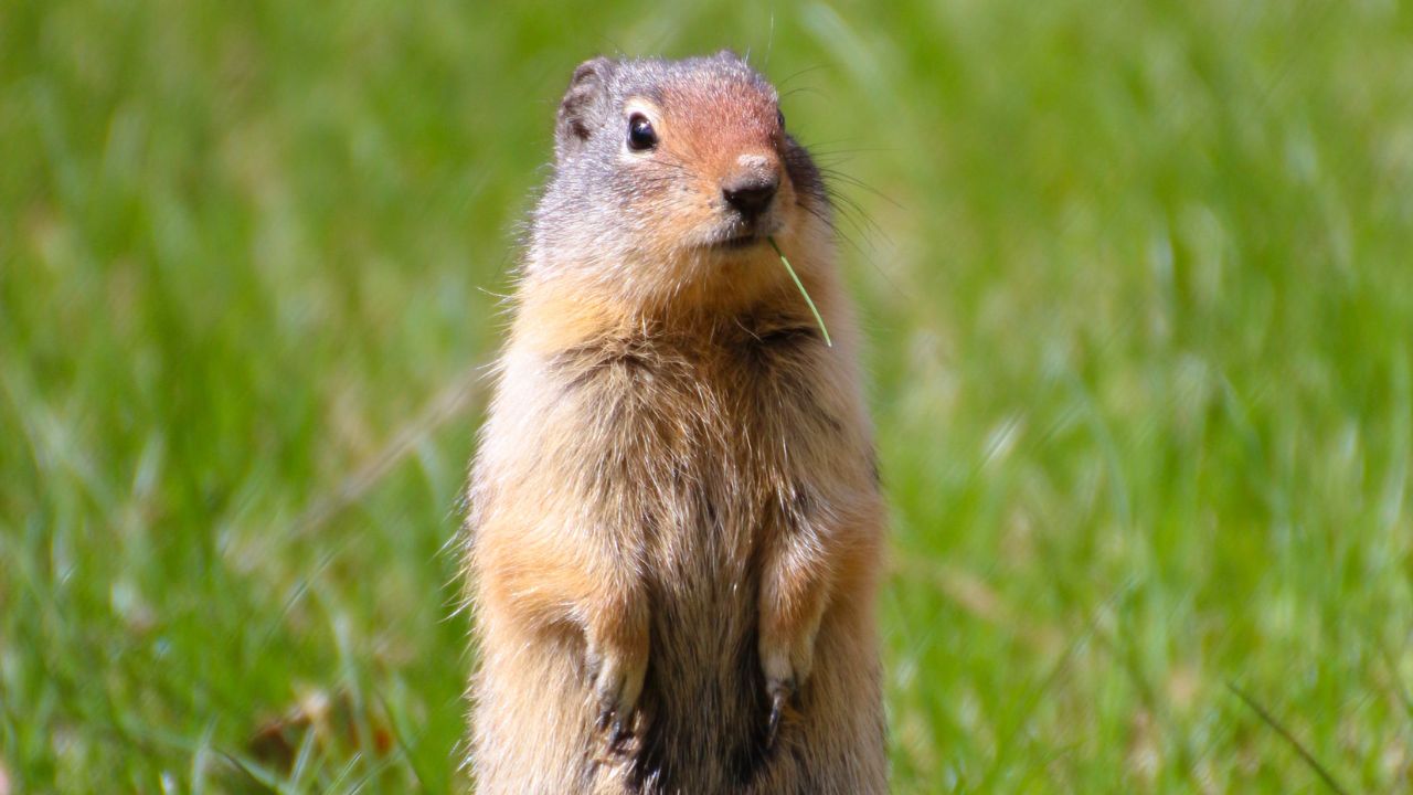 Prairie Dog