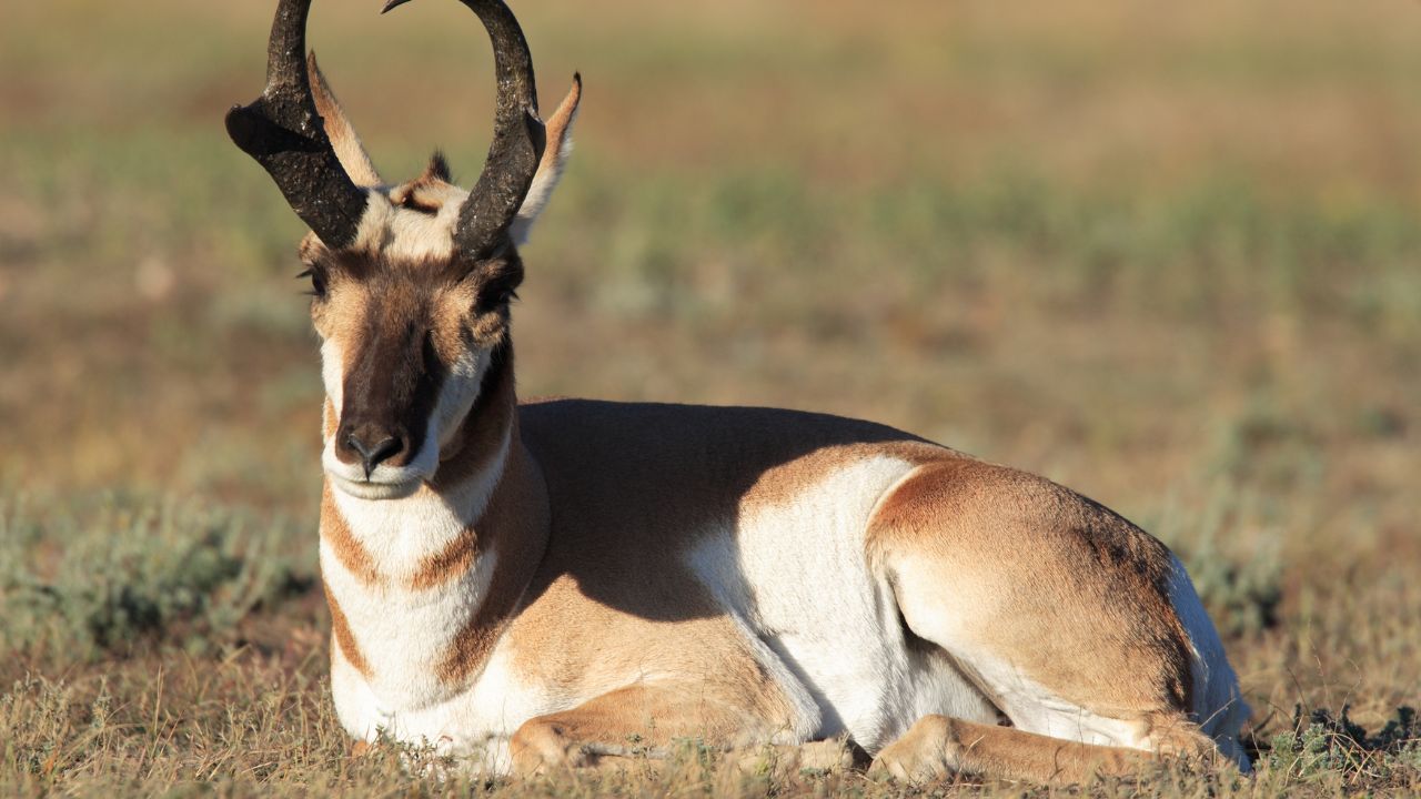 Pronghorn Antelope