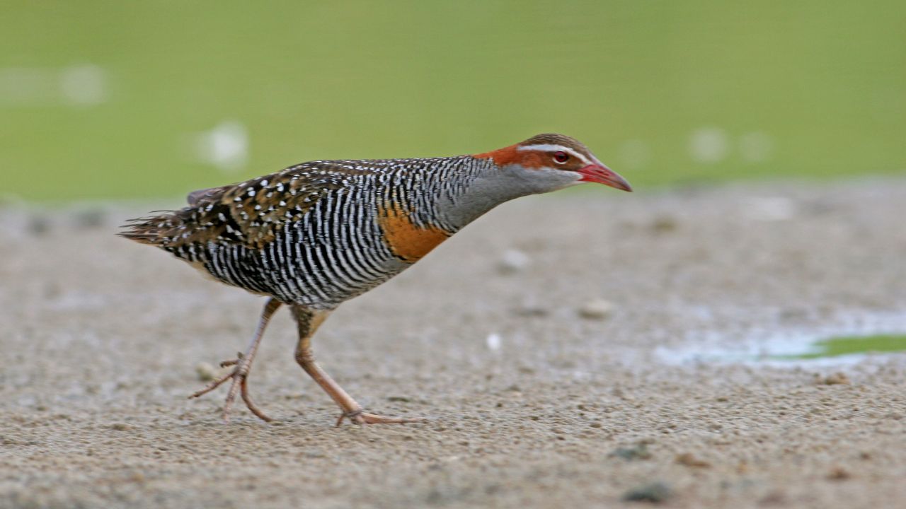 Rails, Gallinules & Moorhens