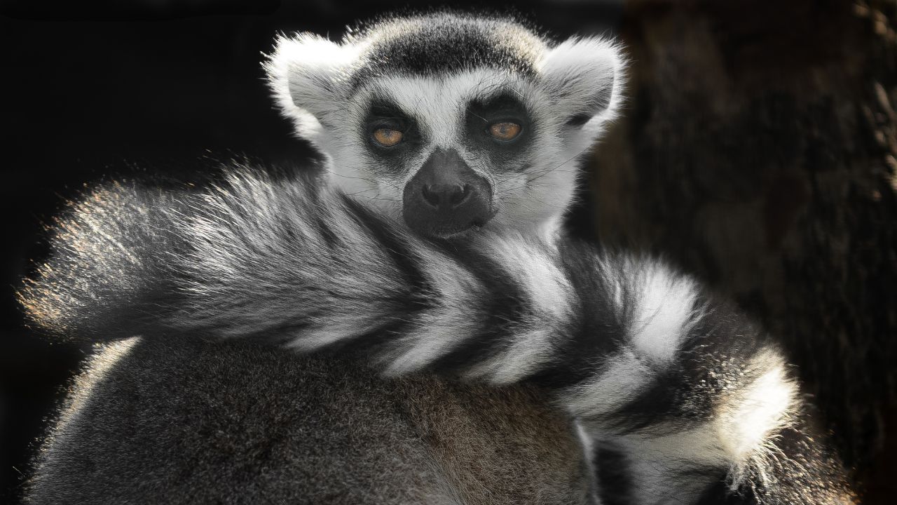 Ring-tailed Cat