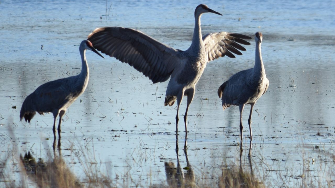 Sandhill Cranes