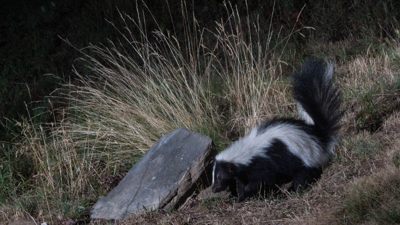 Skunk