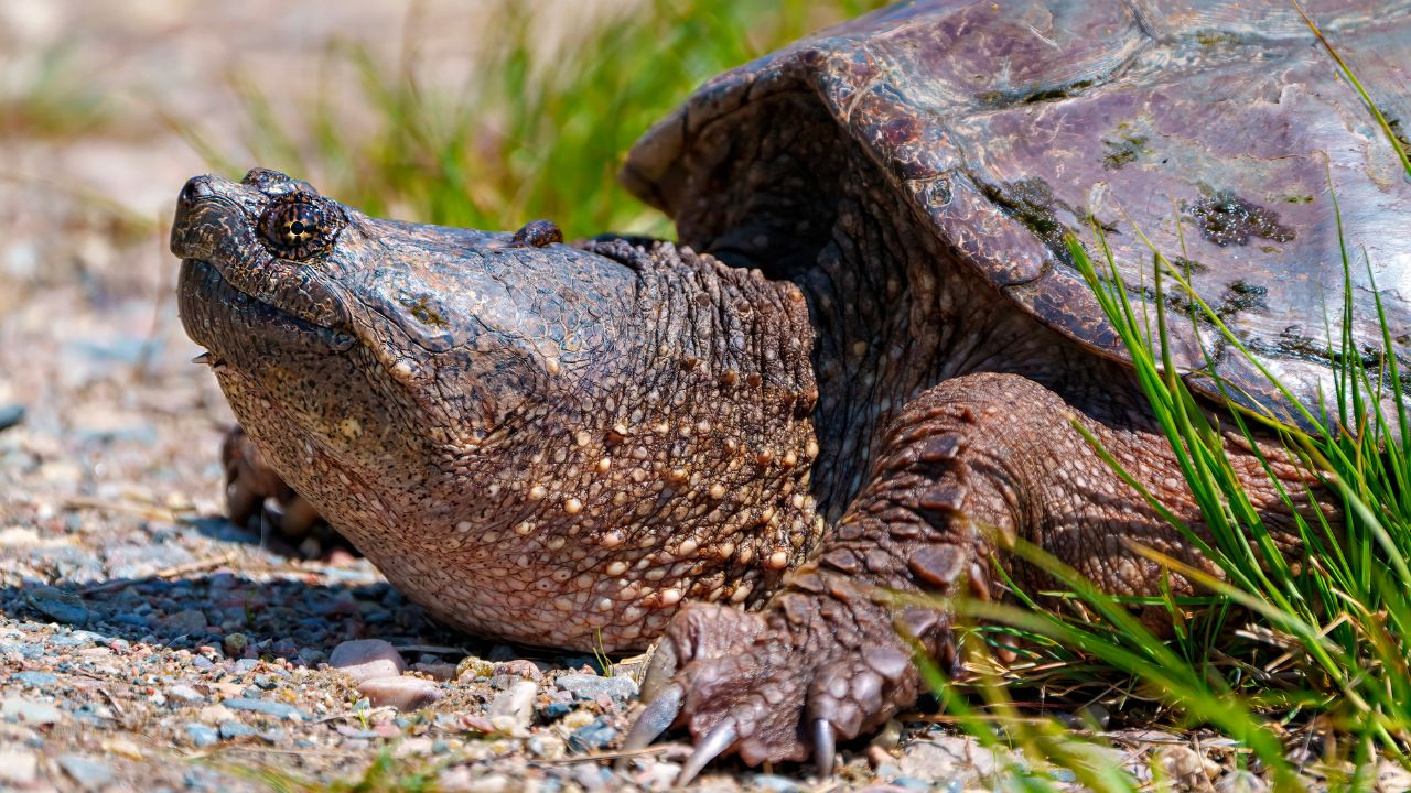 Snapping Turtle