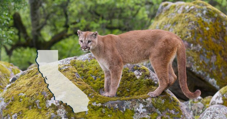 Mountain lion standing on a moss covered rock