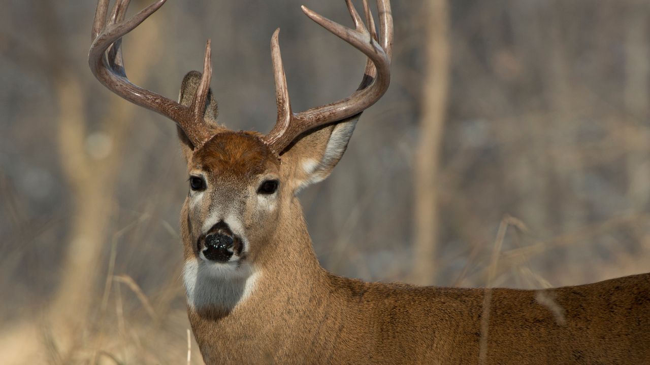 Whitetail Deer